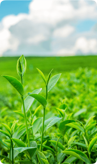 LNG góp phần chống biến đổi khí hậu